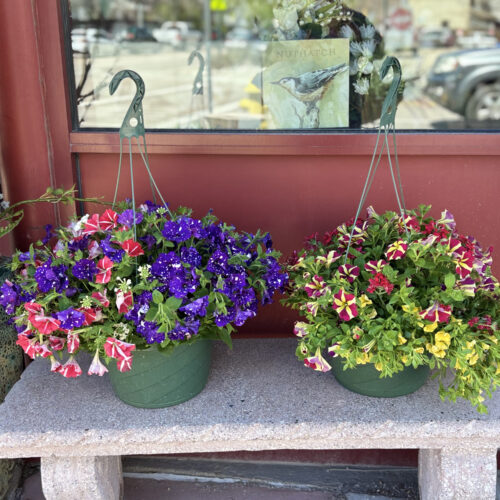 Hanging Basket