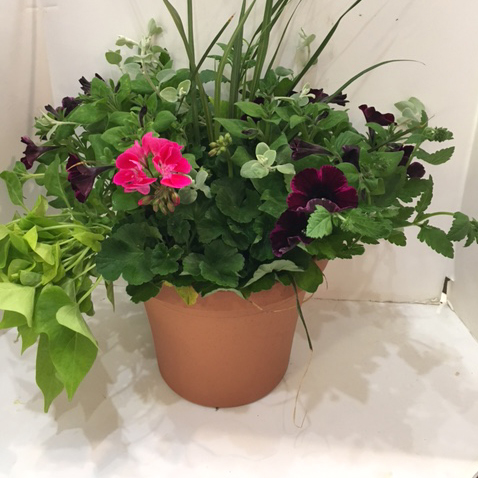 Patio Garden